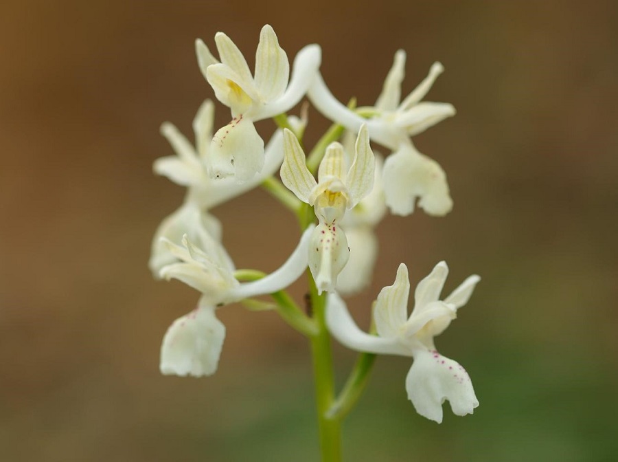 Provence Orchid. Photo © Paul Manning