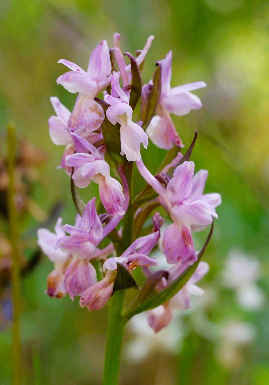 Roman Orchid. Photo © Paul Manning