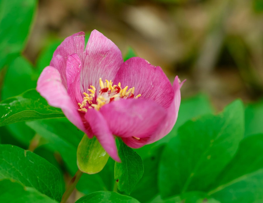 Wild Peony. Photo © Paul Manning