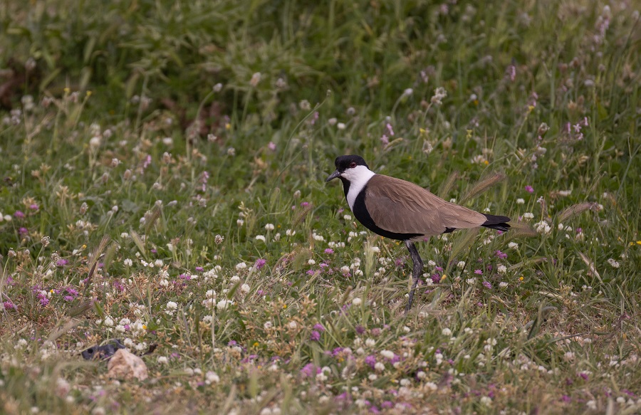 Georgio Armani (Spur-winged Lapwing or Plover). Photo © Stylianos Zannetos