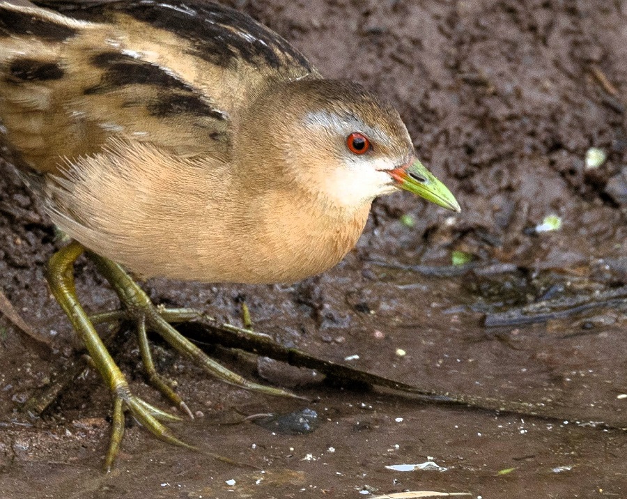 Little Crake. Photo © Stylianos Zannetos