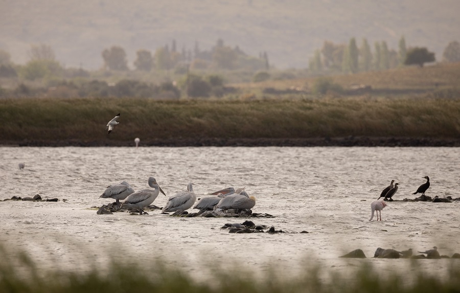 Dalmatian Pelicans at the saltpans. Photo © Stylianos Zannetos