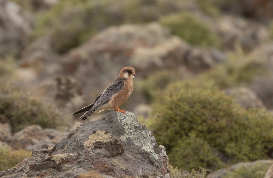 Red-footed Falcon. Photo © Stylianos Zannetos