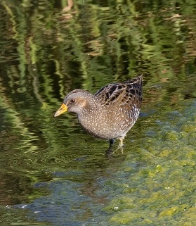 Spotted Crake. Photo © Stylianos Zannetos 