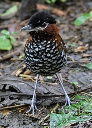 The MOST OBLIGING Black-crowned Pittasoma/Antpitta ever! (Photo Nancy McIntyre)