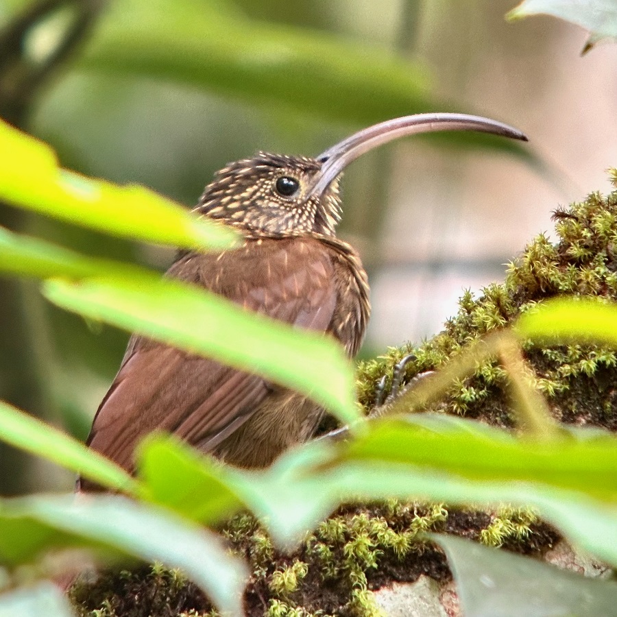 Brown-billed Scythebill is one of those specialties we had to go to the higher section of Altos del Maria (Photo: Diego Calderon-Franco)