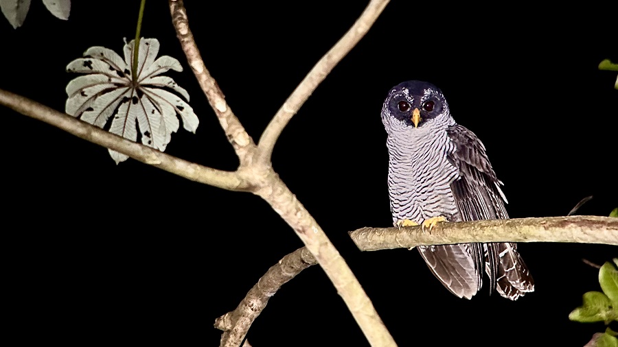 Black-and-white Owl at Canopy Lodge (Diego Calderon-Franco)