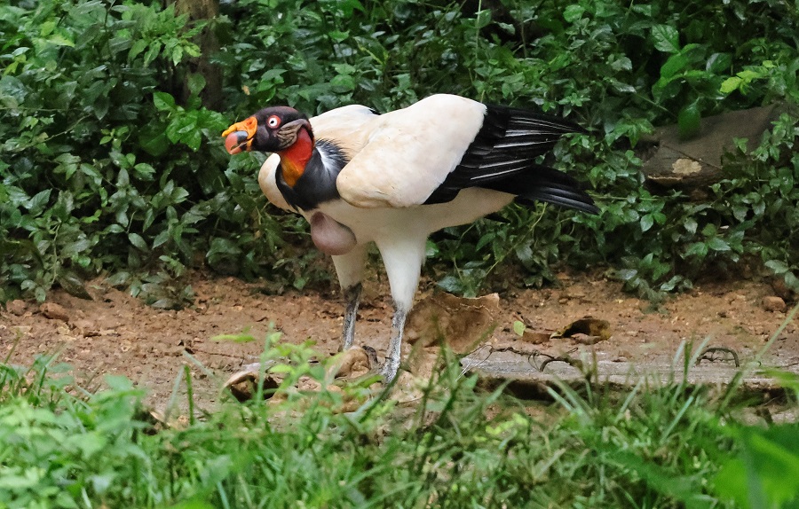 A stunning King Vulture was attending a feeding station at Canopy Camp (Photo: Nancy McIntyre)