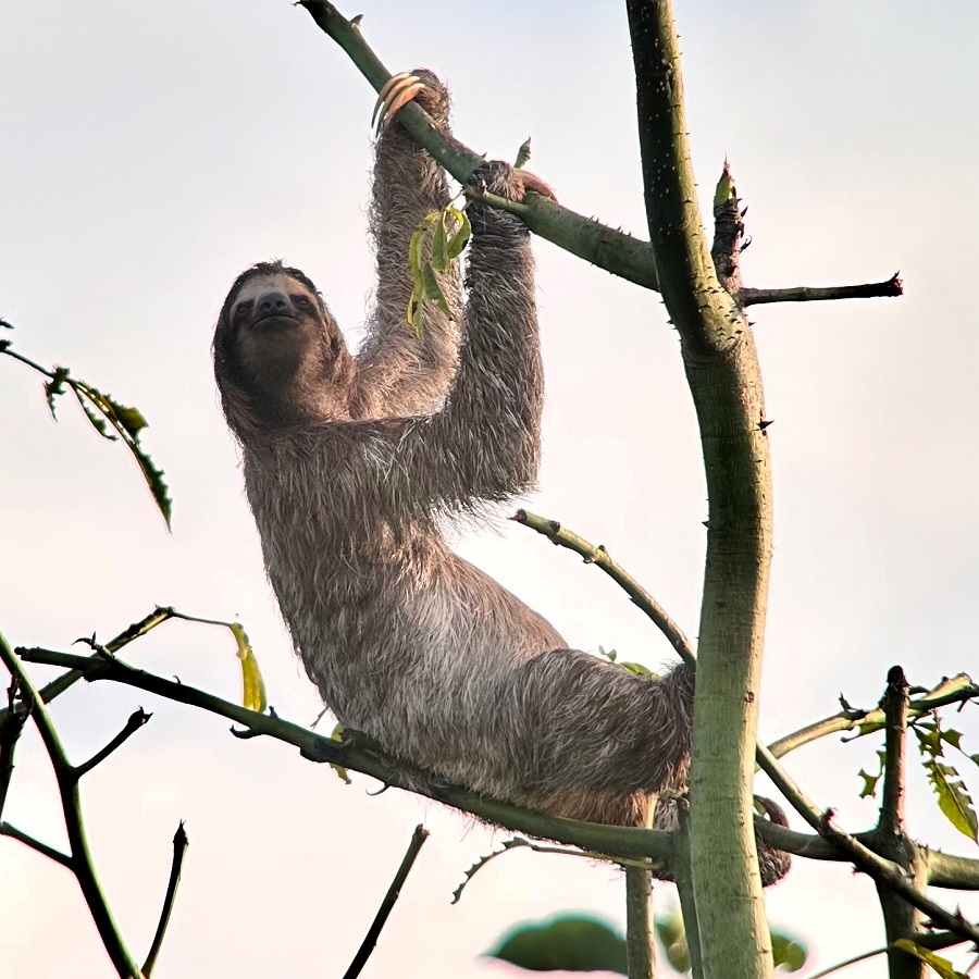 We saw more than a dozen Brown-throated (Three-toed) Sloths during the whole trip (Photo: Diego Calderon-Franco)