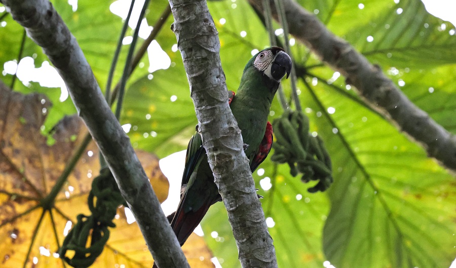 Chestnut-fronted Macaw posing for us close to our open-top vehicles (Photo: Nancy McIntyre)