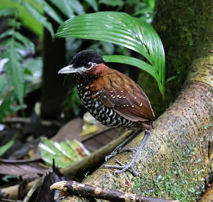 The MOST OBLIGING Black-crowned Pittasoma/Antpitta ever! (Photo: Nancy McIntyre)