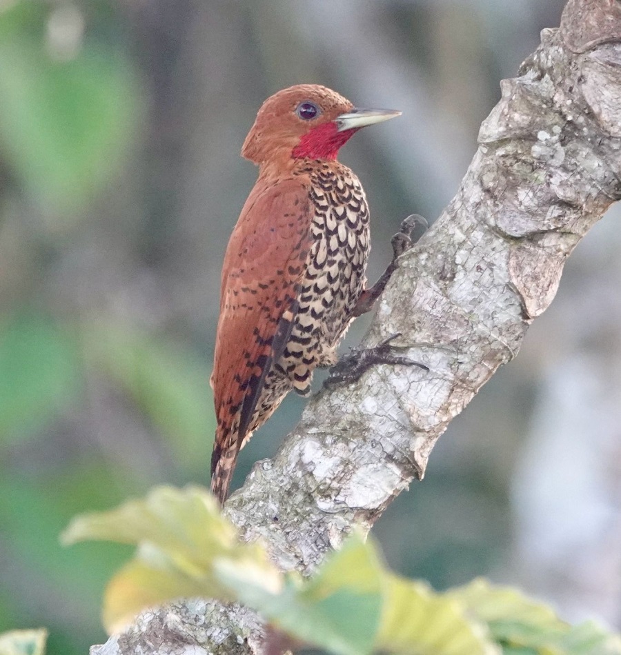Cinnamon Woodpecker on the first morning atop Canopy Tower (Photo: Jo Fasciolo)