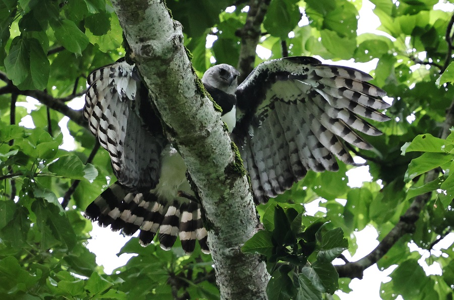 The Harpy Eagle male was particularly active during our visit. Here showing off spreading his huge wings (Photo: Nancy McIntyre)