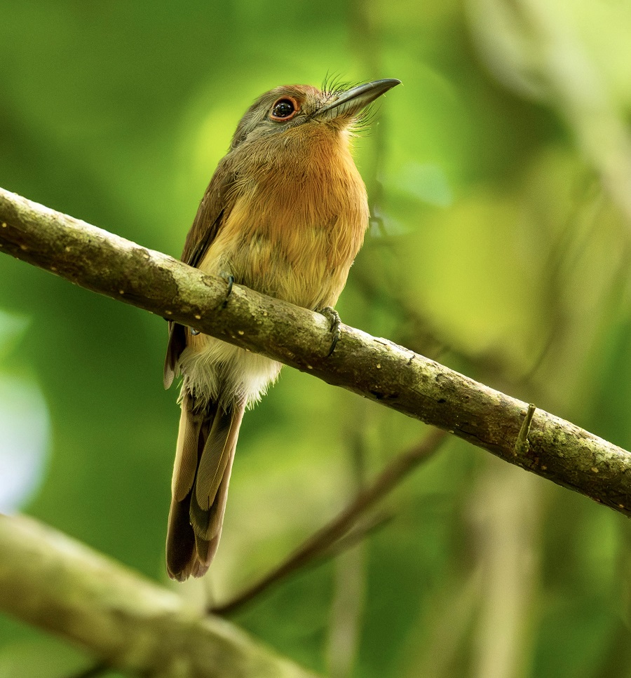 The Chocó-endemic Gray-cheeked Nunlet was a group favorite at a stake-out at the Canopy Camp (Photo: Scott Beattie)