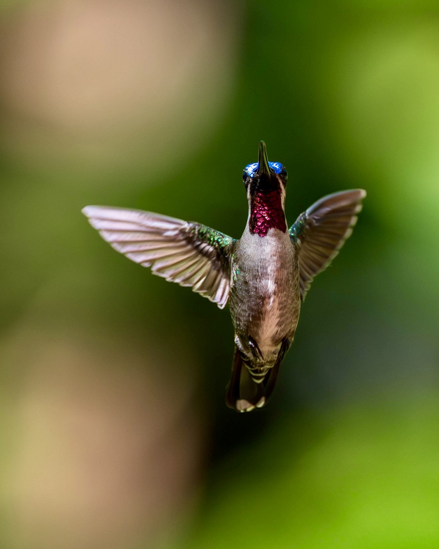 Scott had the time to try photos in flight of hummers at the Canopy Camp and captured this amazing Long-billed Starthroat (Photo: Scott Beattie)