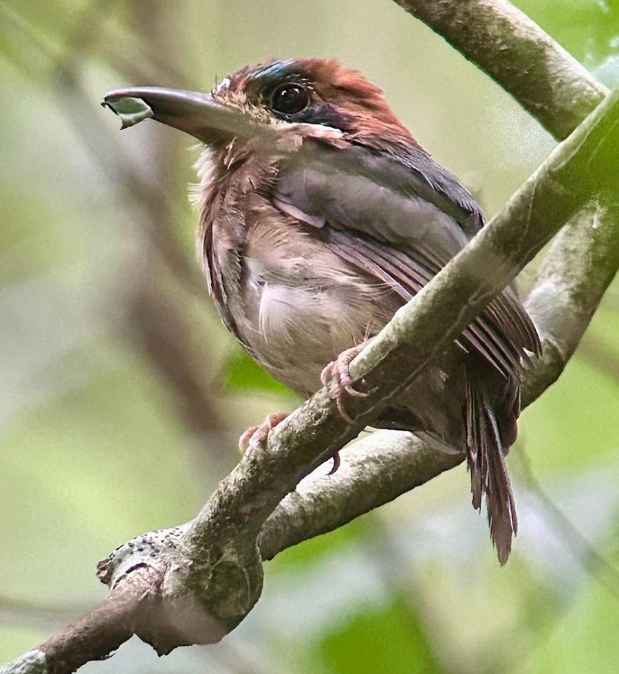 Much better views of Tody Motmot on the second try (Photo: Jo Fasciolo)