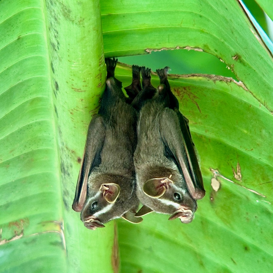 Tent Making Bats are always a pleasure to find... these at the Summit Gardens (Photo Diego Calderon-Franco)