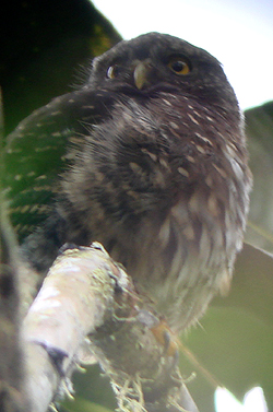 Andean Pygmy-Owl photo by Gina Nichol