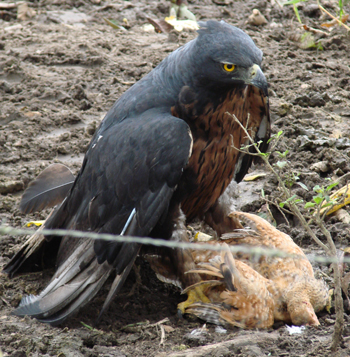Black-and-Chestnut Eagle.  Photo by Gina Nichol