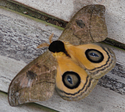 Moth at Bellavista