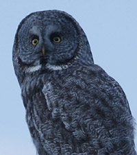 Great Gray Owl Photo  Steve Bird