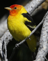 Westerm Tanager