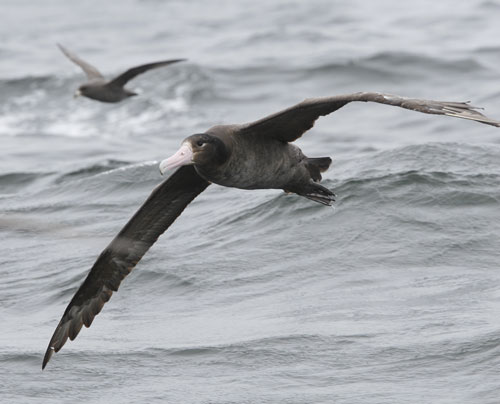 Short-tailed Albatross.