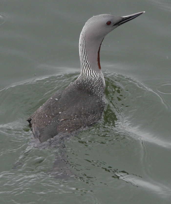 Red-throated Loon. Photo by Steve Bird.