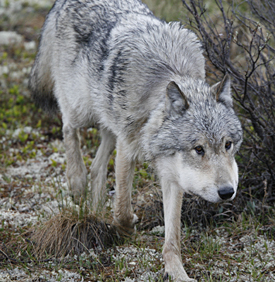 Gray Wolf by Steve Bird.