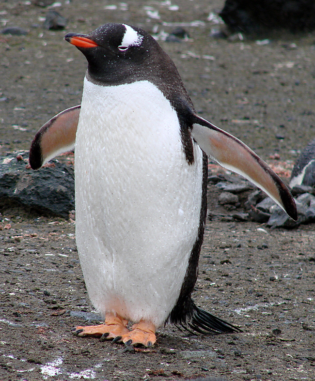 Antarctica / Gentoo Penguin