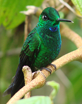 Green-crowned Brilliant#