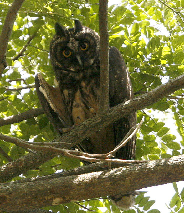 Stygian Owl 