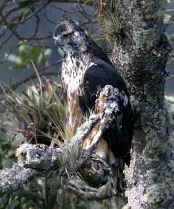 Black-and-chestnut Eagle 