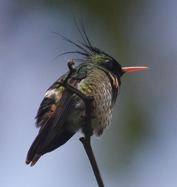 Black-crested Coquette.  Photo by Steve Bird