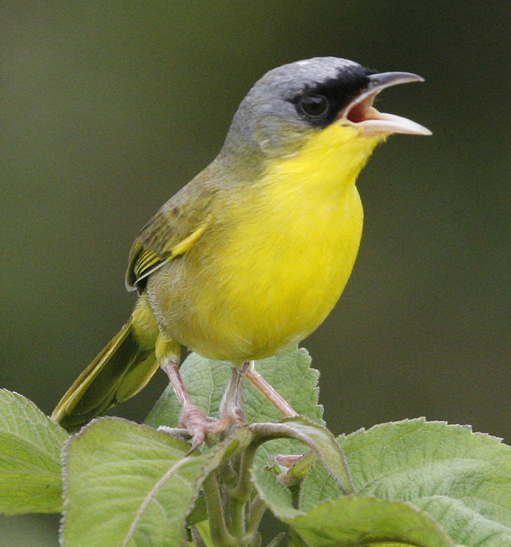 Gray-crowned Yellowthroat.  Photo by Steve Bird.