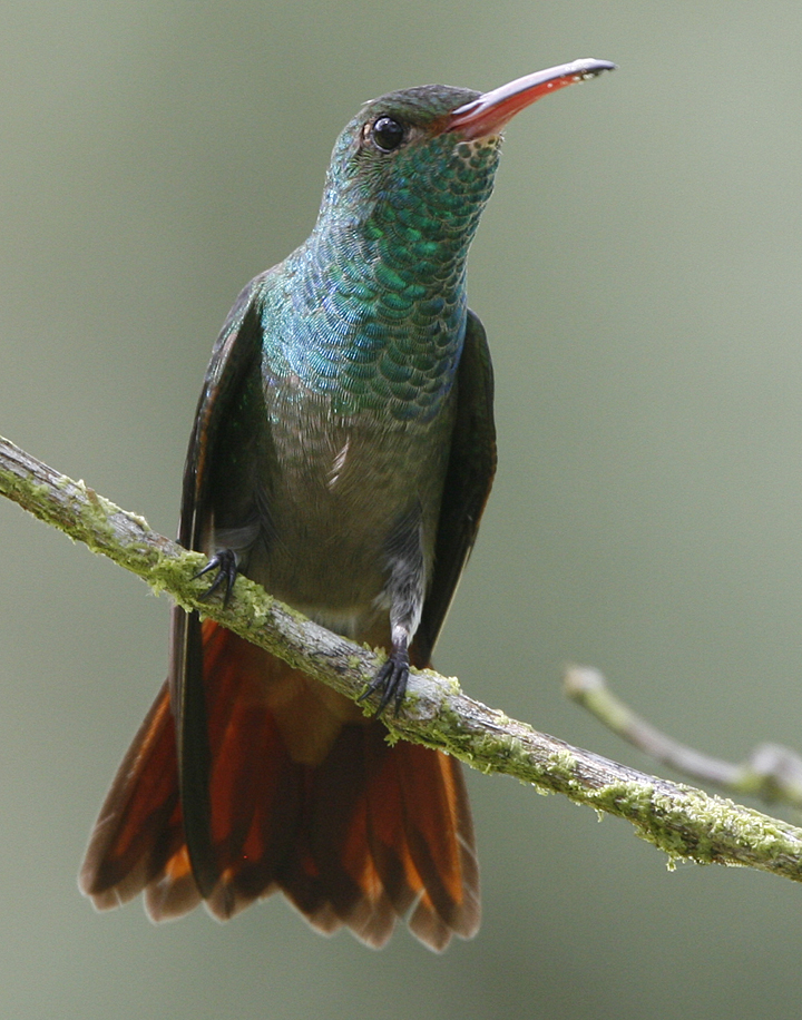 Rufous-tailed Hummingbird.  Photo by Steve Bird