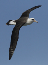 Adult Laysan Albatross