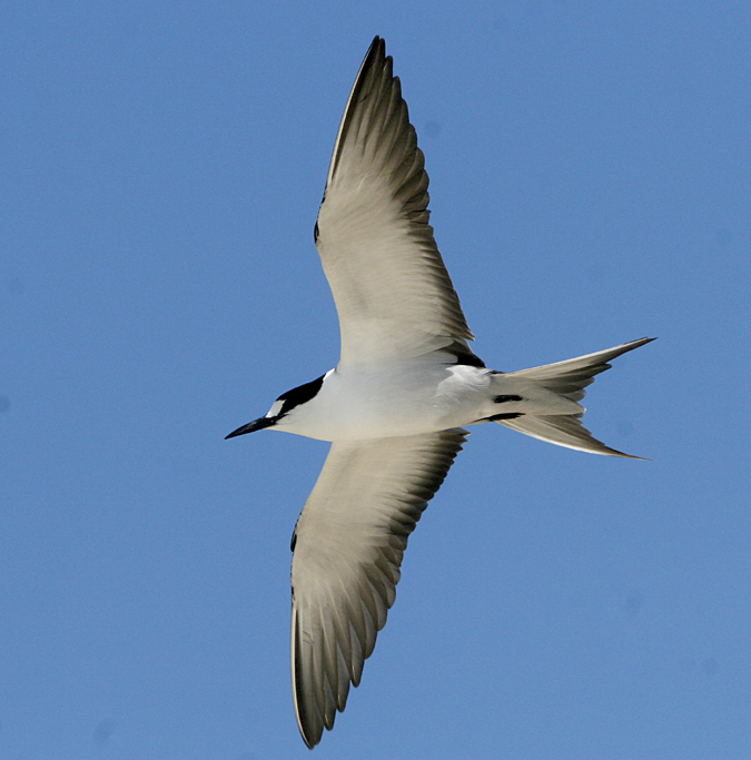 Sooty Tern in flight