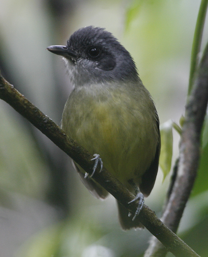 Plain Antvireo