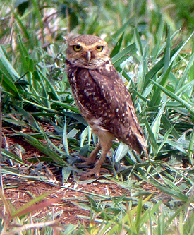 Burrowing Owl. Photo by Gina Nichol.