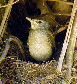 Pale-breasted Thrush chick about to fledge from the nest. Photo Gina Nichol.