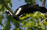 Blue-throated Piping Guan 