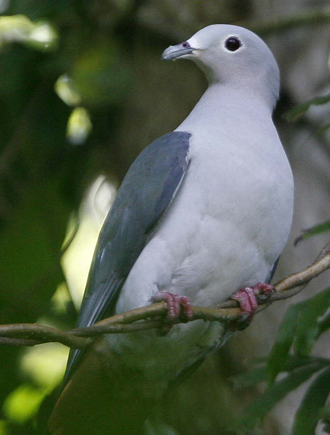 Island Imperial Pigeon.  Photo by Steve Bird.