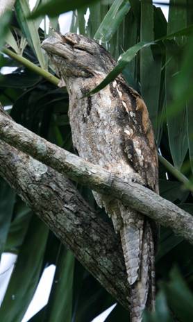 Papuan Frogmouth.  Photo by Steve Bird.