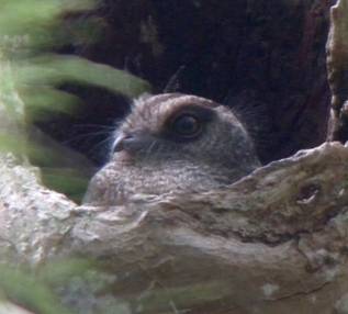 Barred Owlet Nightjar. Photo by Steve Bird. 