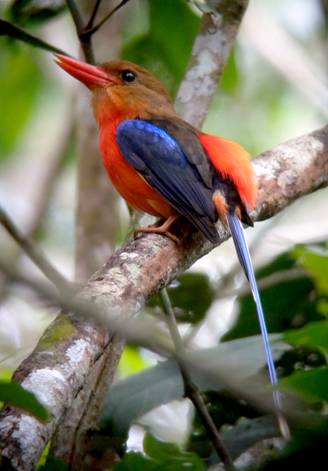 Brown-headed Paradise Kingfisher.  Photo by Steve Bird. 