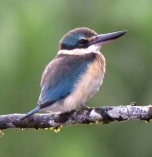 Sacred Kingfisher.  Photo by Steve Bird. 