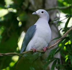 Island Imperial Pigeon.  Photo by Steve Bird.
