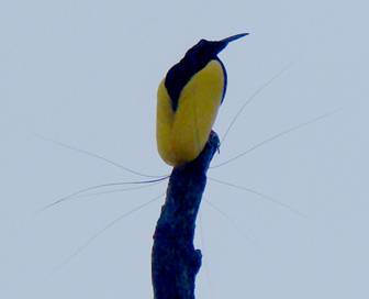 Male Twelve-wired Bird-of-Paradise.  Photo by Steve Bird.