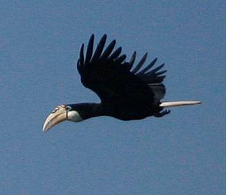 Blyth's Hornbill. Photo by Steve Bird.